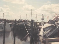 Matheson Hammock August 25, 1992.