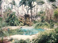 My pool, neighbors' trees.